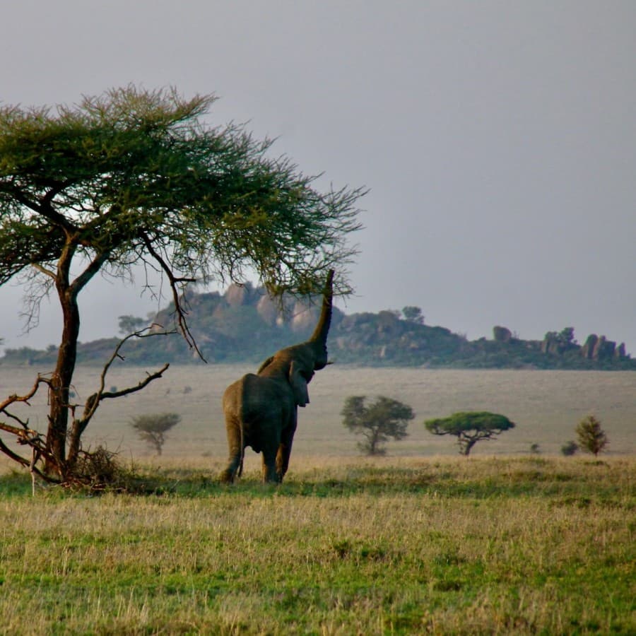 Serengeti