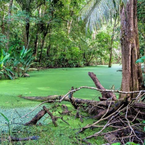 Madidi National Park