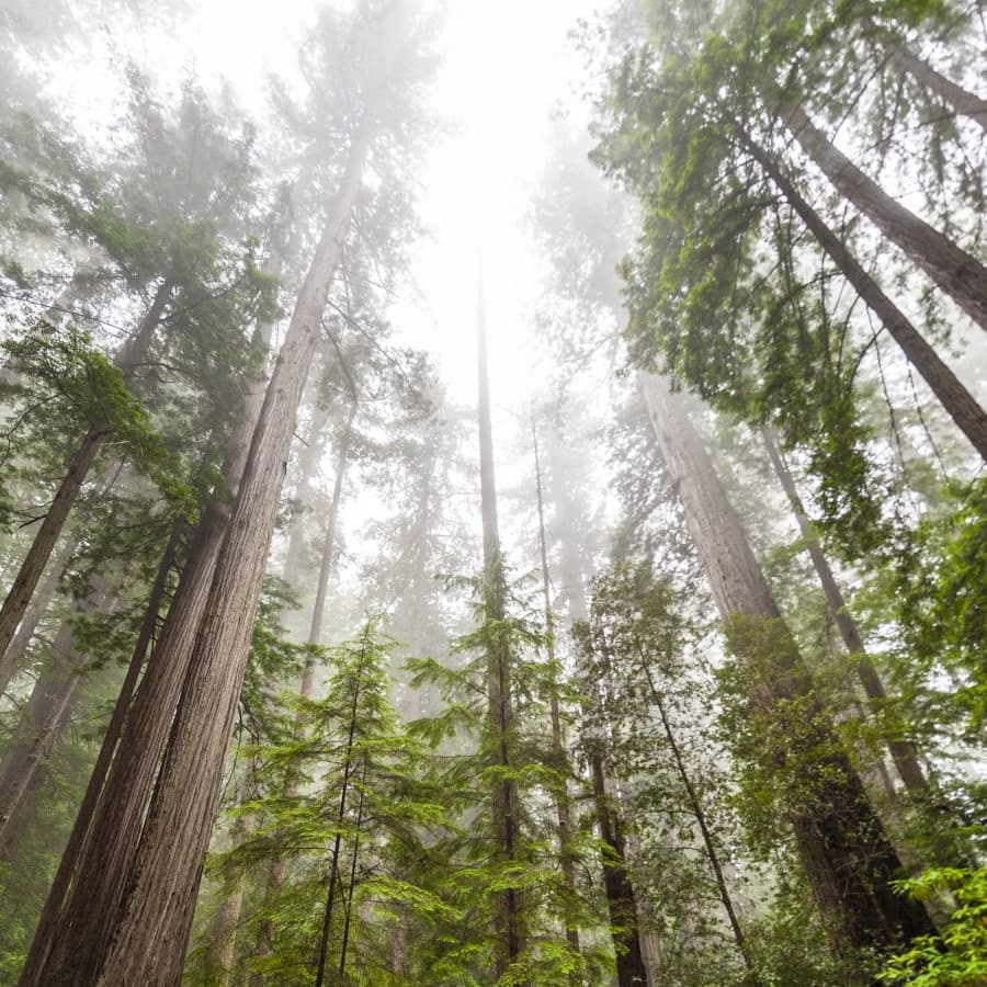 Coast Redwoods