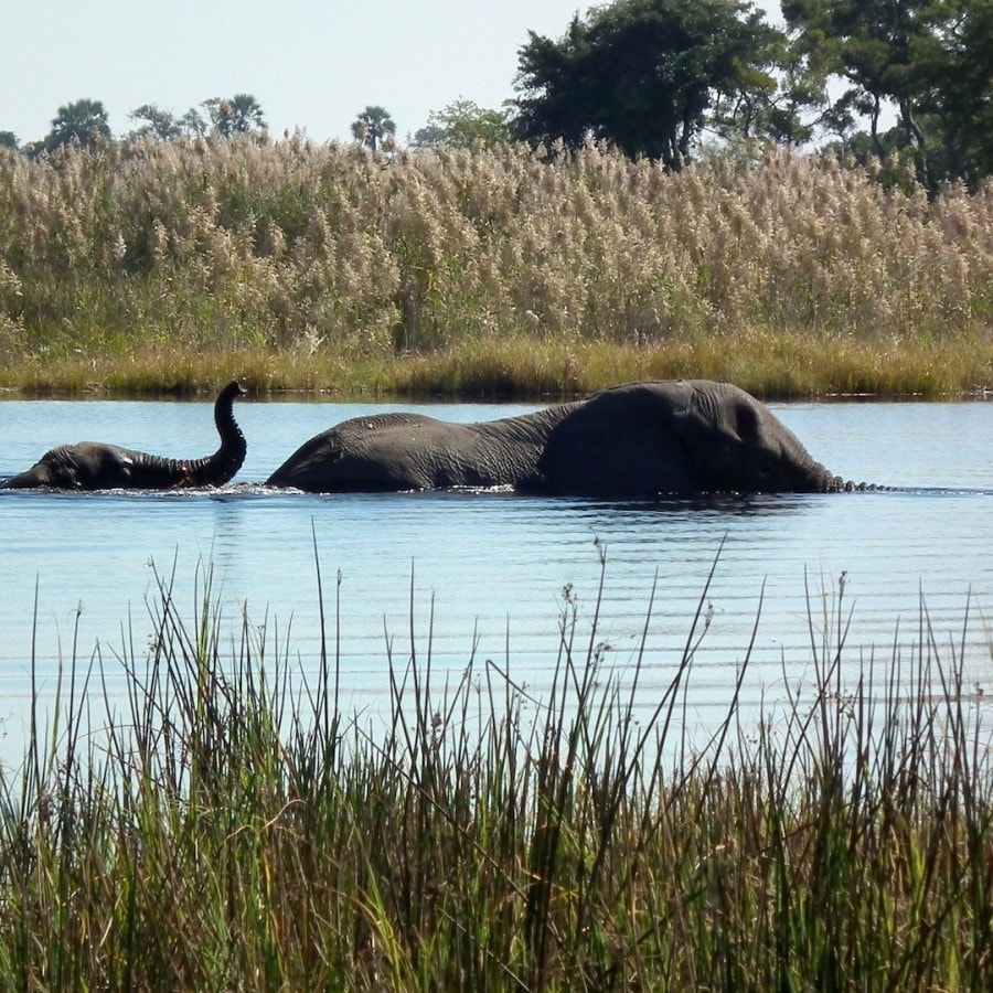 Okavango Delta