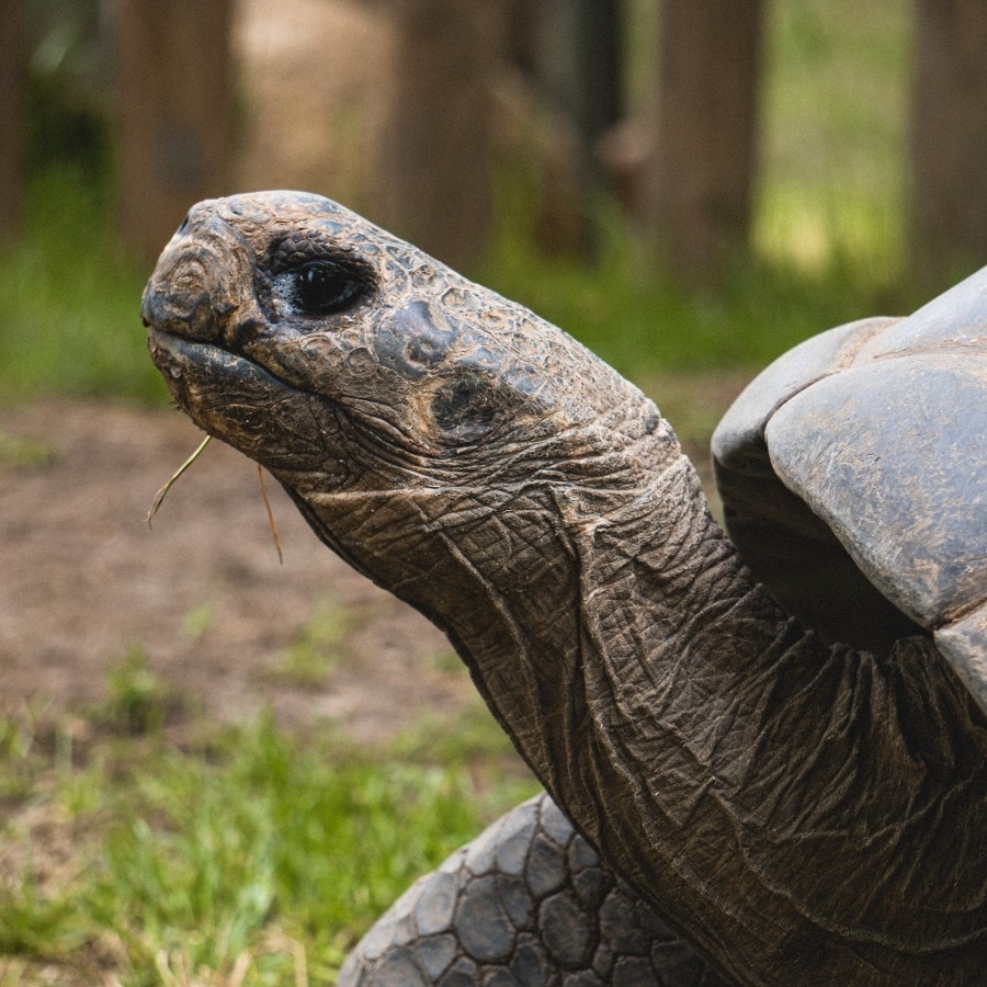 Galapagos Islands